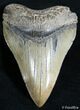 Dagger Megalodon Tooth - Inches #2578-1